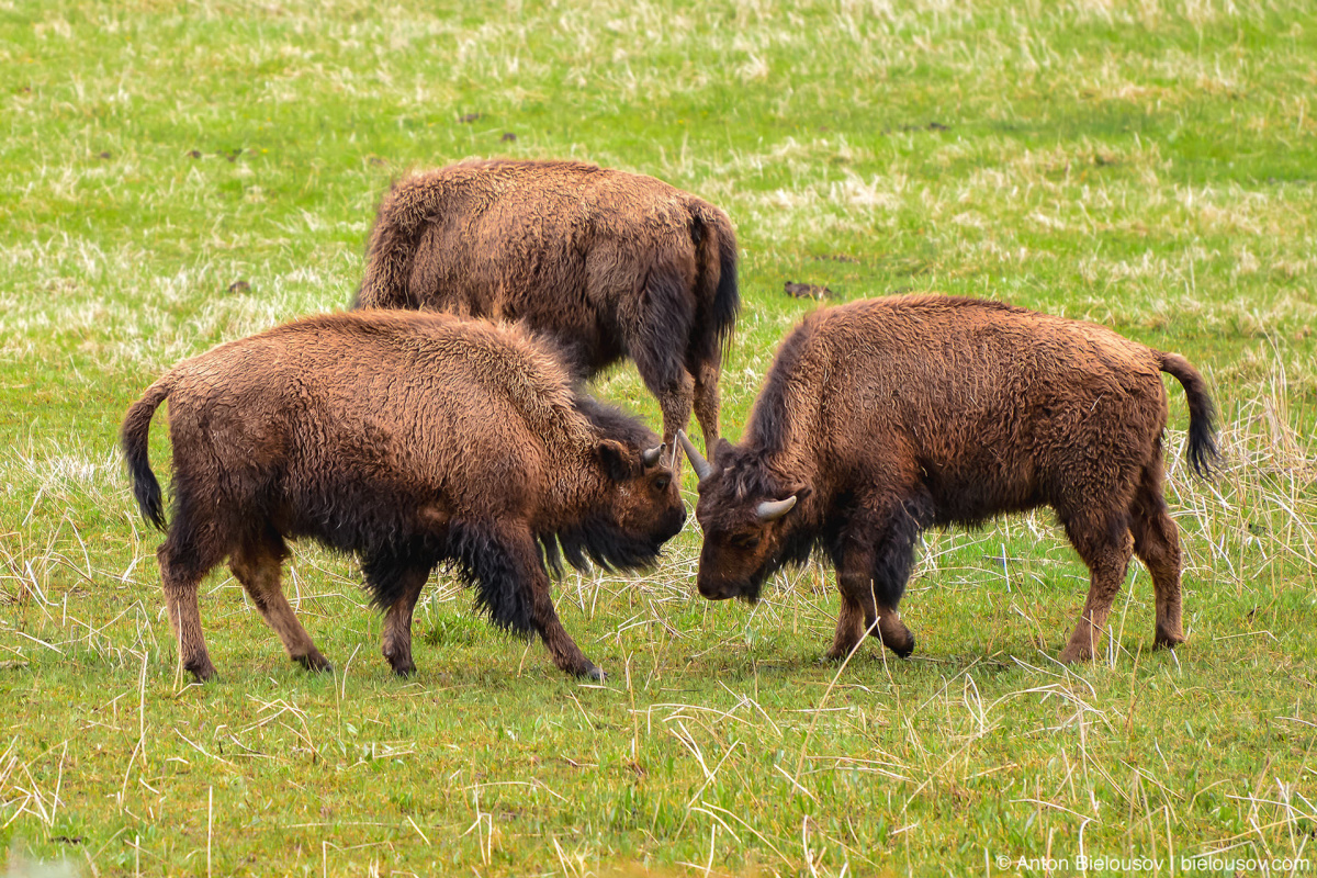 Bison Fight — Yellowstone, NP