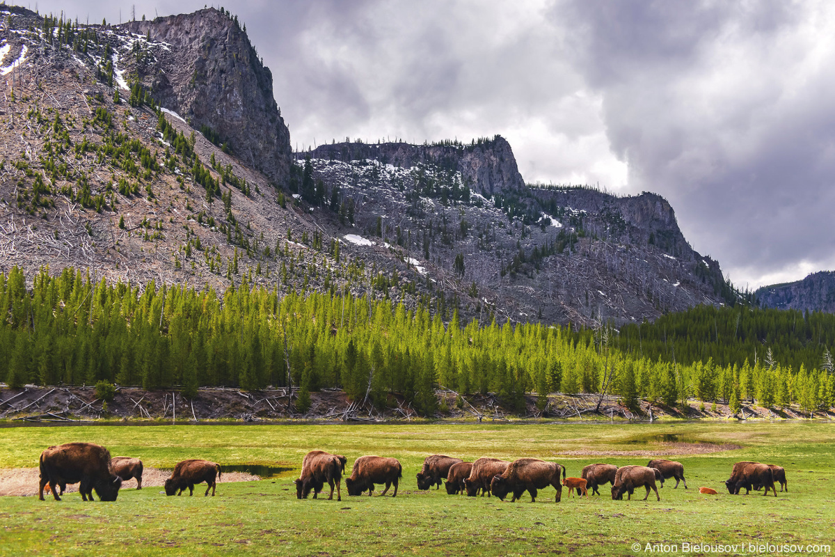 Bison herd — Yellowstone, NP