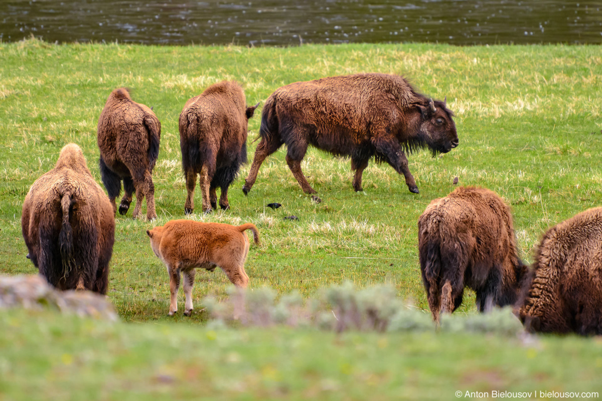 Bison herd — Yellowstone, NP