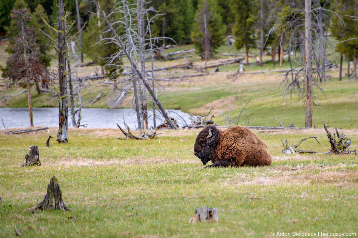 Bison — Yellowstone, NP