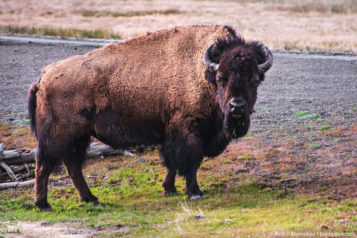 Bison at Old Faithful — Yellowstone, NP