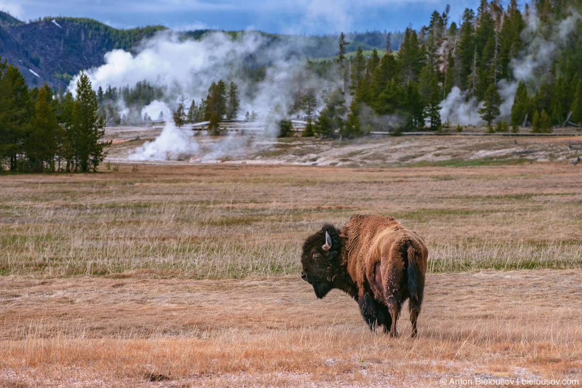 Bison at Old Faithful — Yellowstone, NP