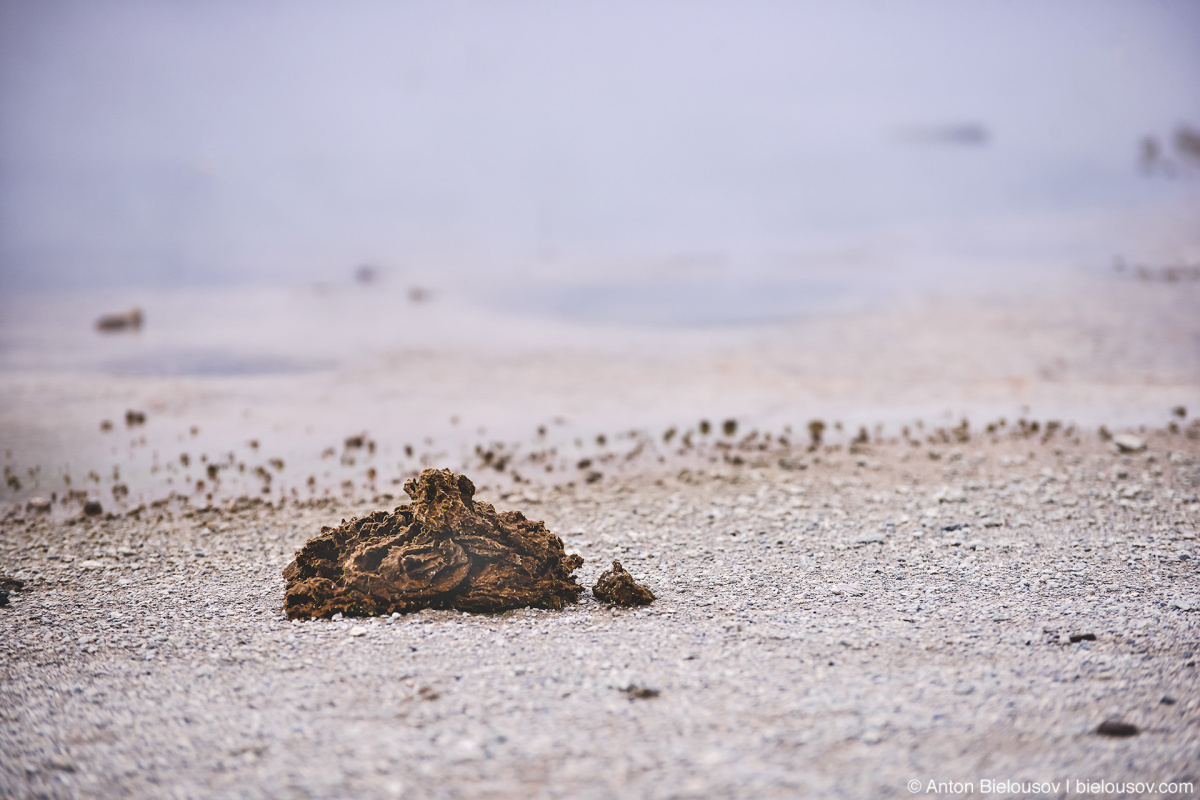 Bison poo — Yellowstone, NP