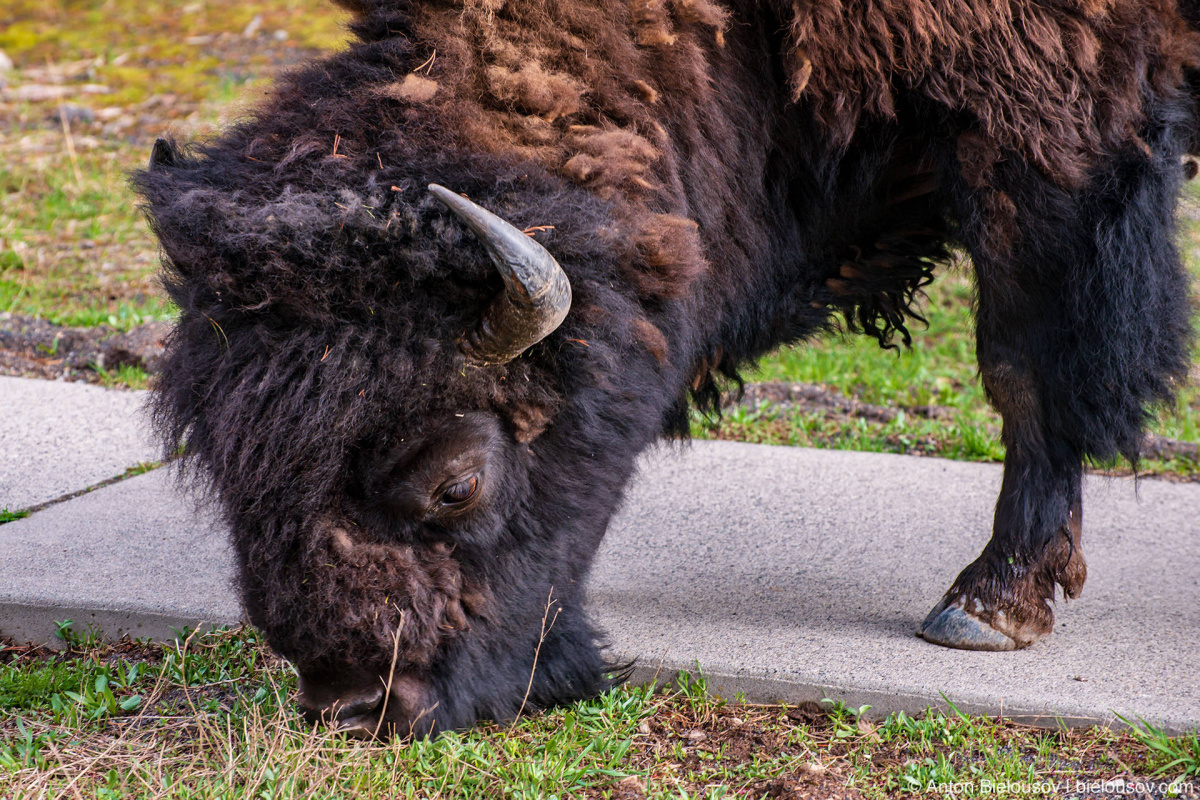 Bison at Old Faithful — Yellowstone, NP