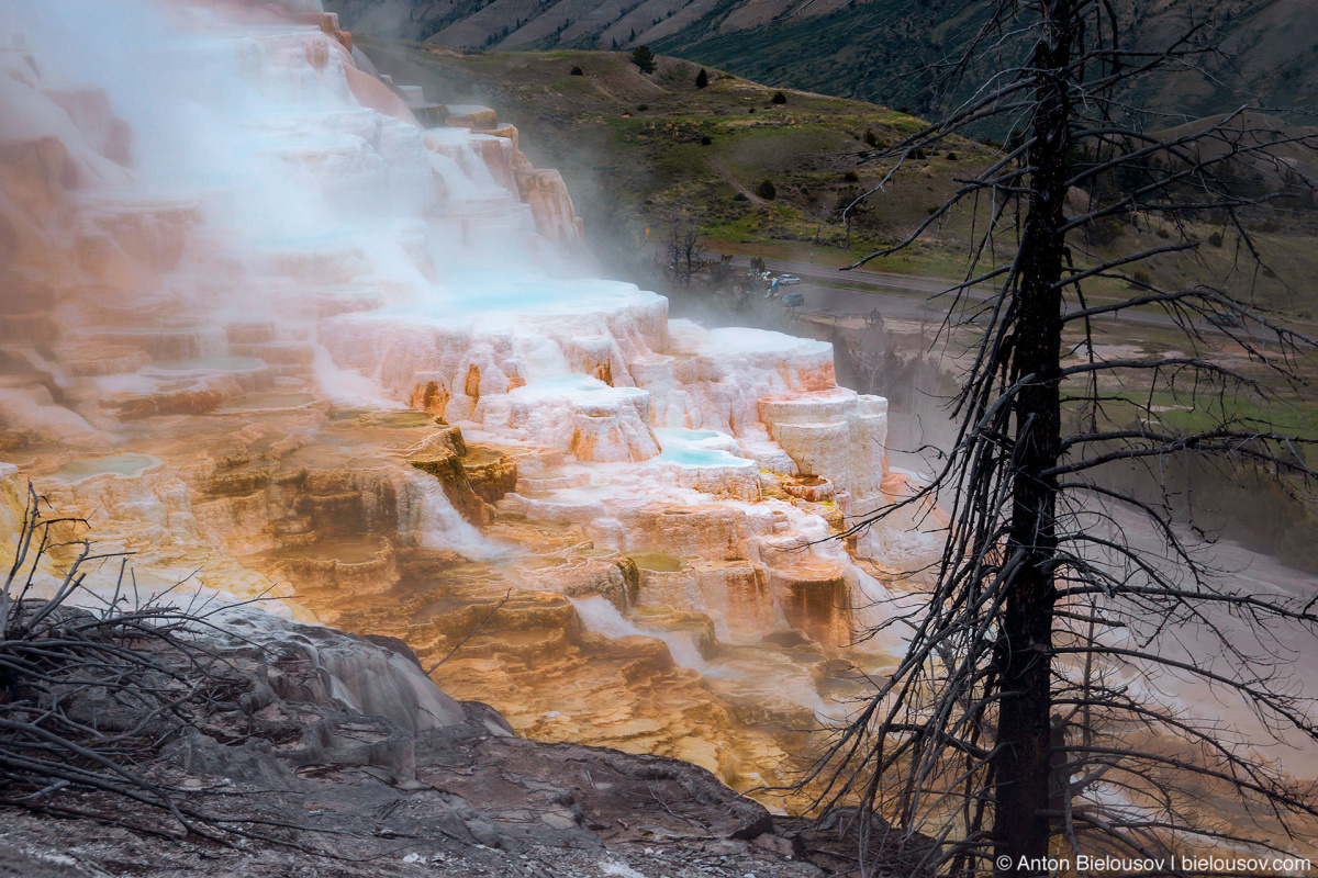 Canary Spring — Yellowstone NP