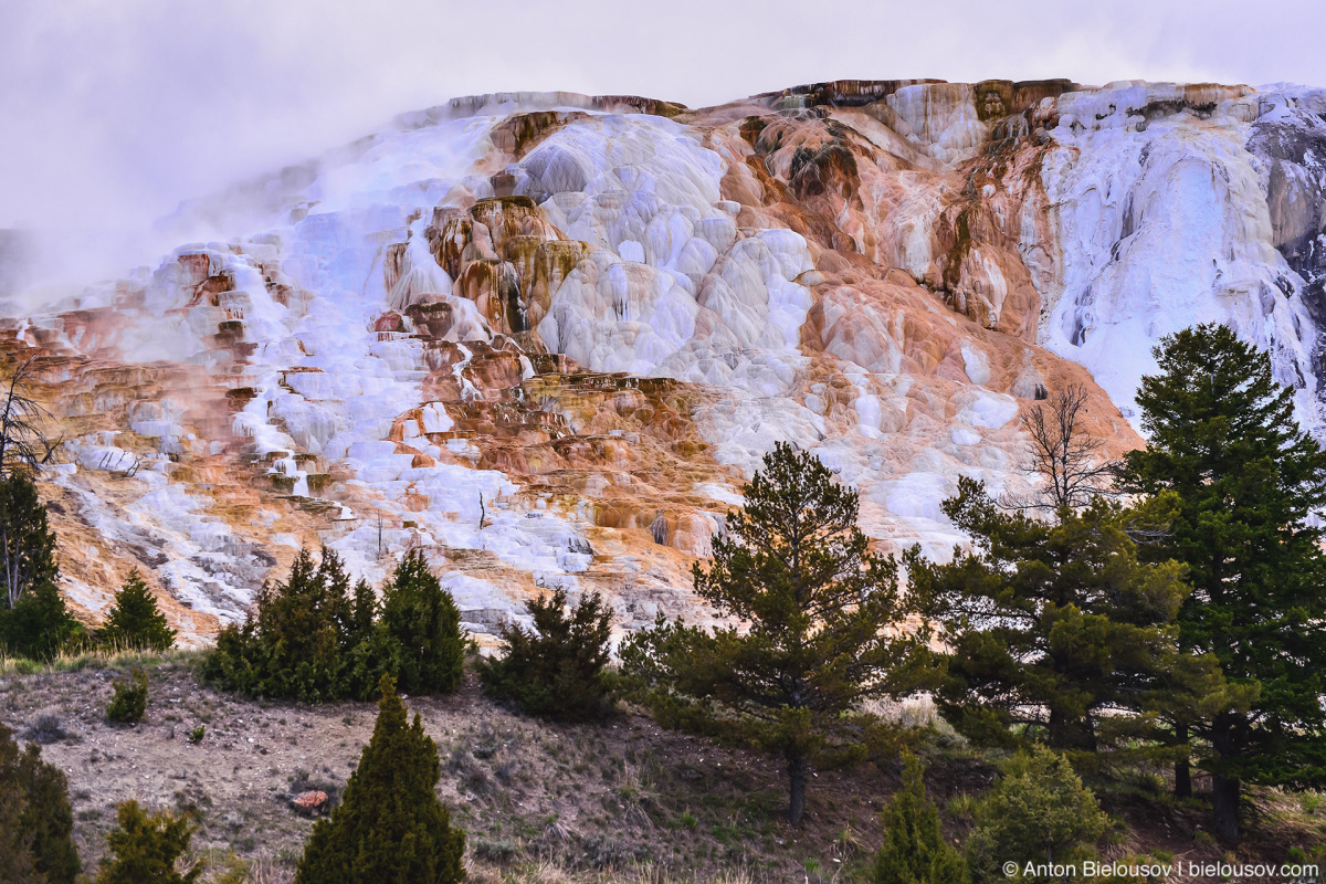 Canary Spring — Yellowstone NP