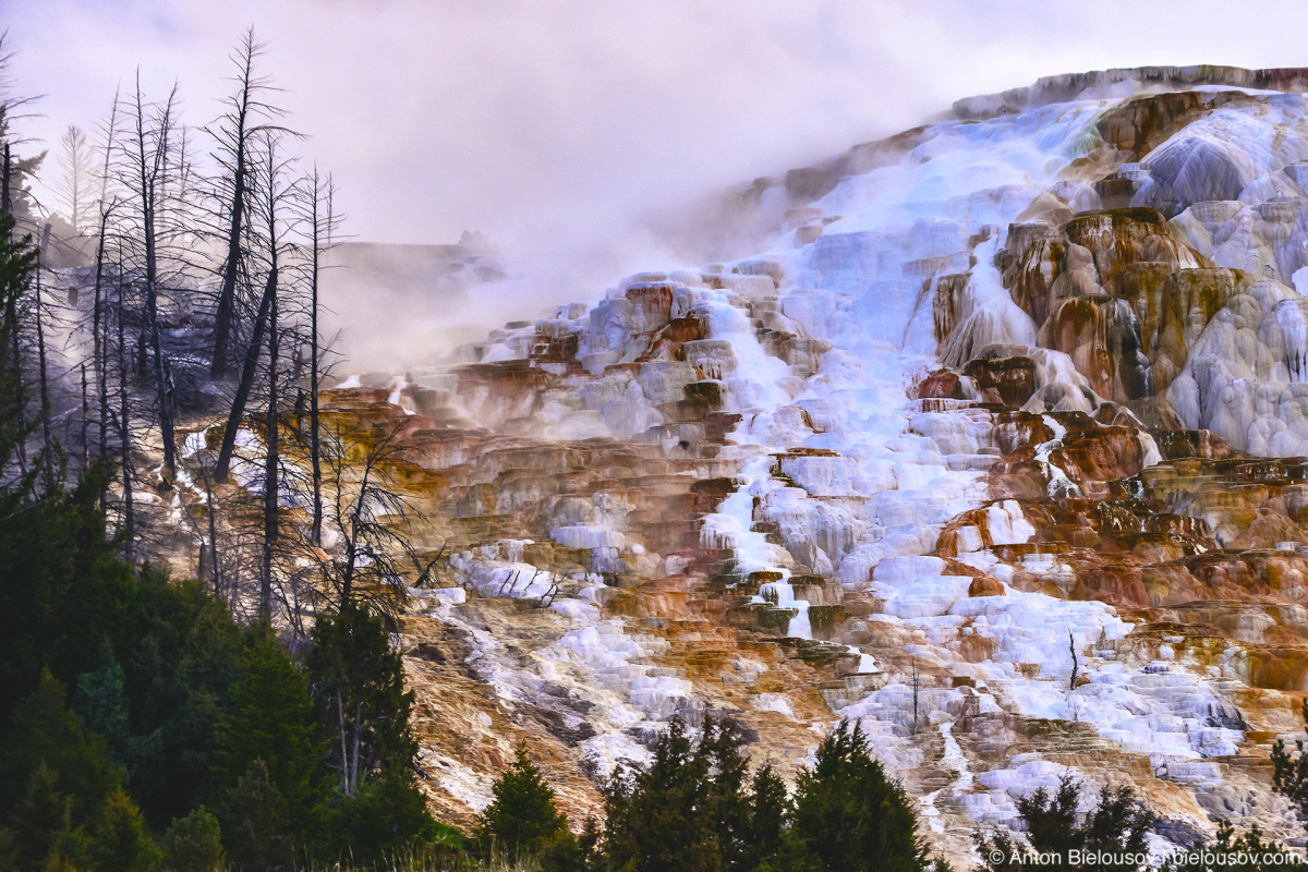 Canary Spring — Yellowstone NP