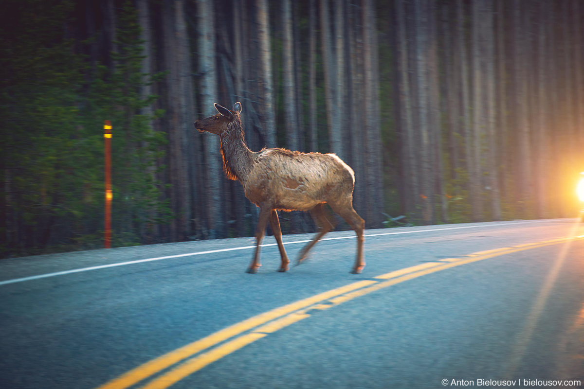 Elk crossing road — Yellowstone, NP