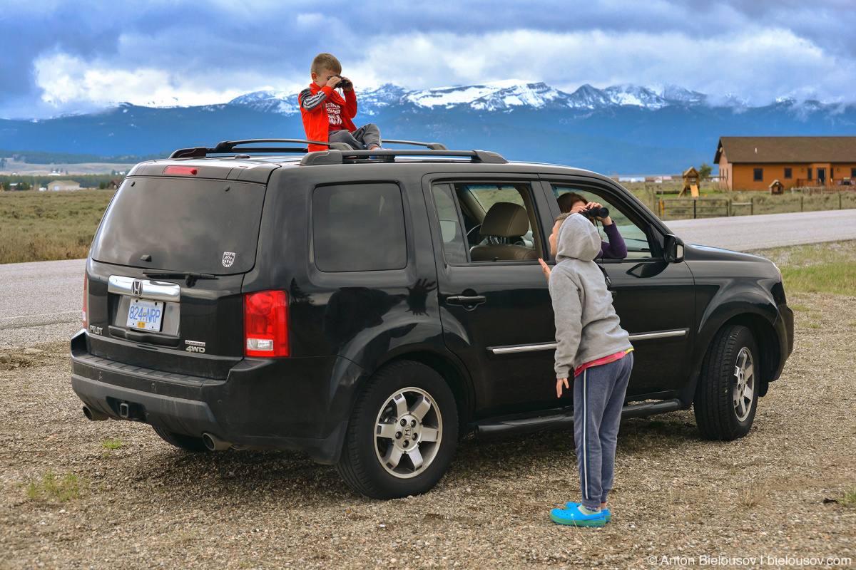 Honda Pilot bison watching — Yellowstone