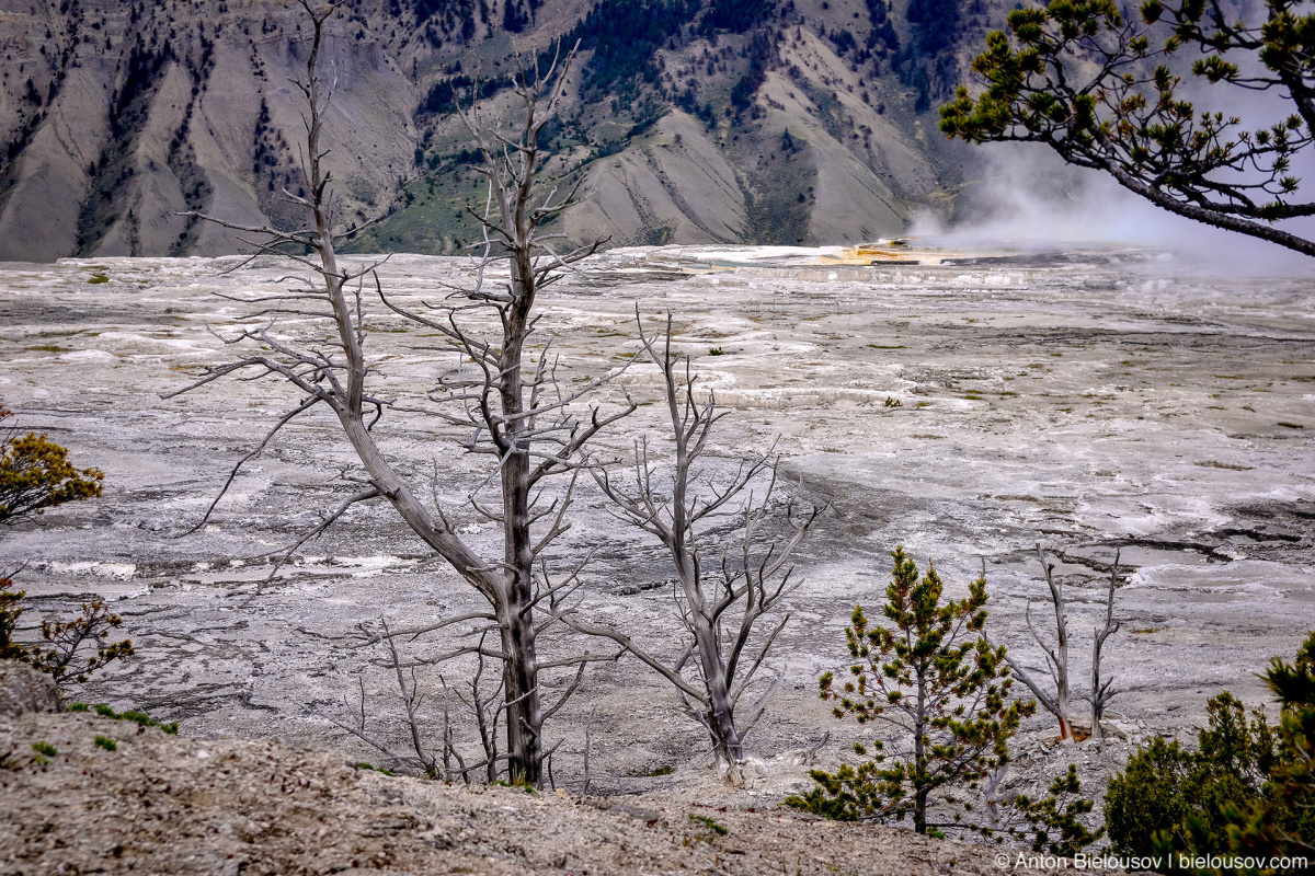 Mammoth Hot Spring — Yellowstone, NP