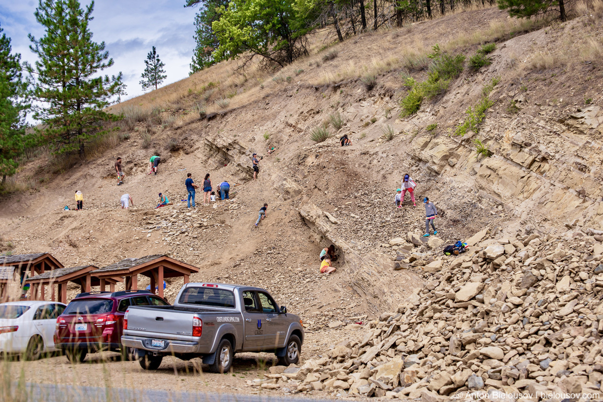 Stonerose fossils site — Yellowstone NP