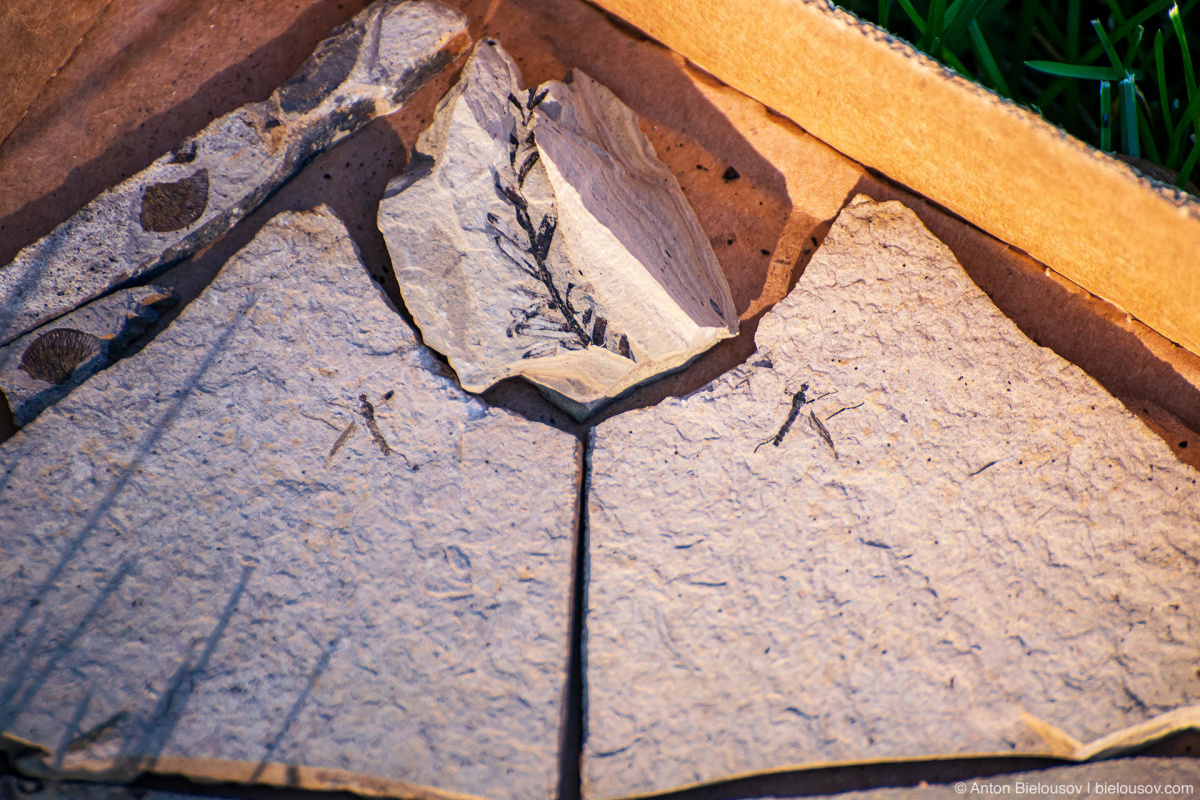 Fossilized diptera — Stonerose fossils site, Republic, WA