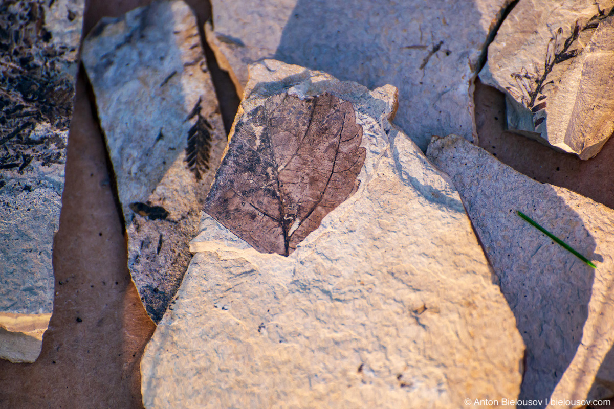 Fossilized mulberry leaf Stonerose fossils site — Republic, WA