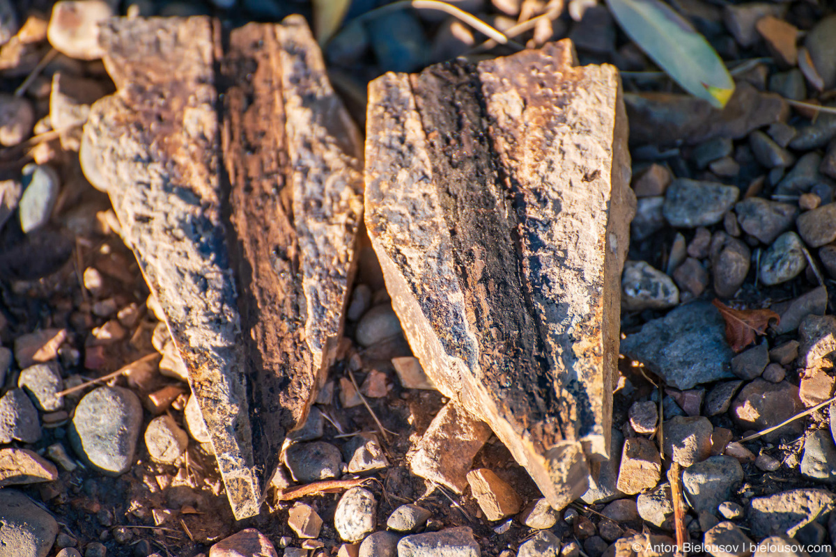 Fossilized wood — Stonerose fossils site, Republic, WA