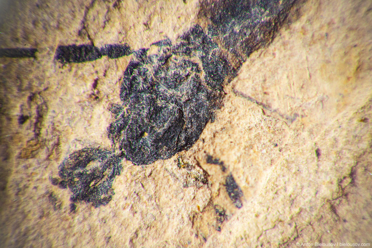 Fossilized diptera — Stonerose fossils site, Republic, WA