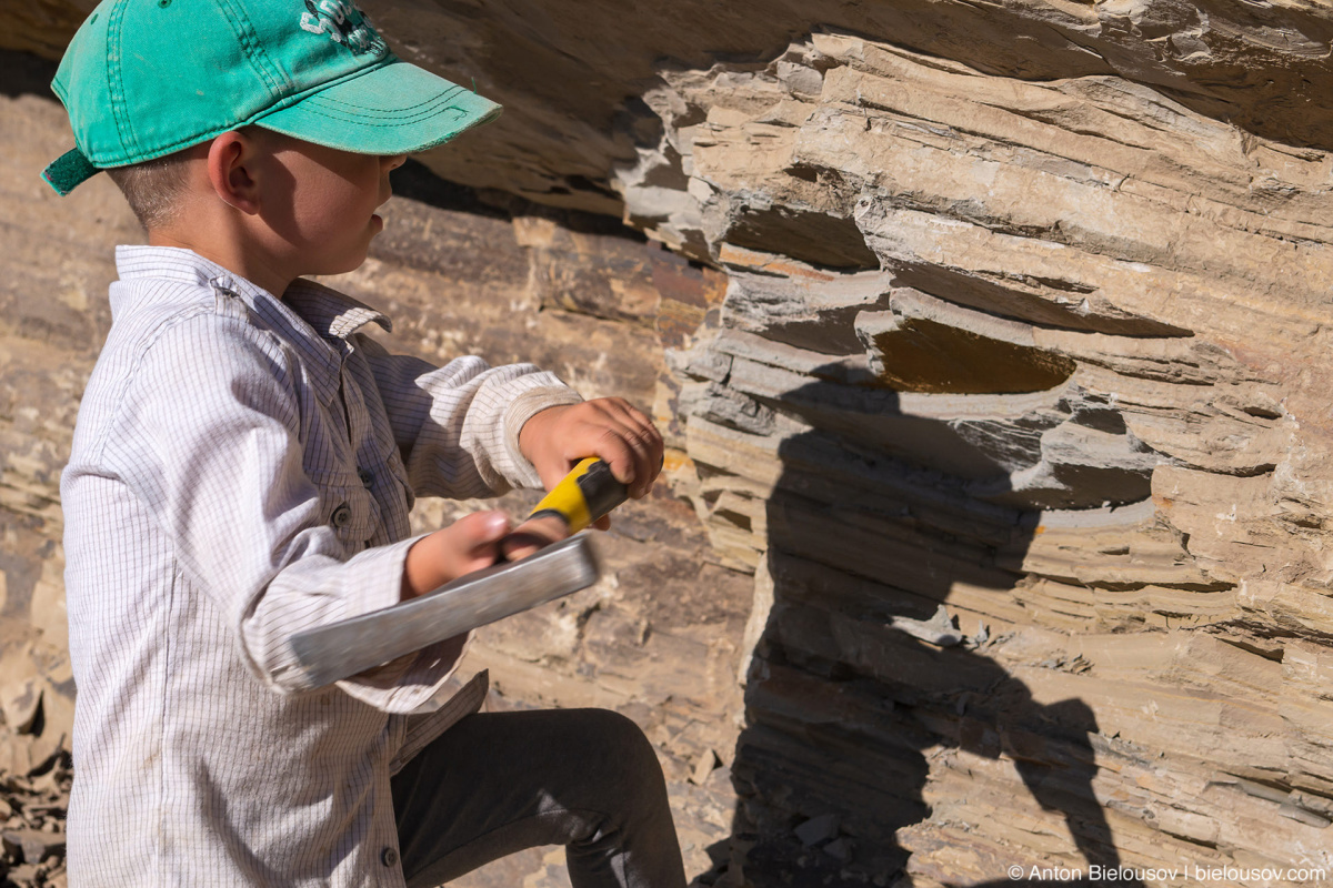 Stonerose fossils site — Yellowstone NP