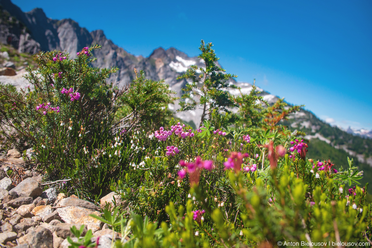 Slesse Memorial Trail apline heather