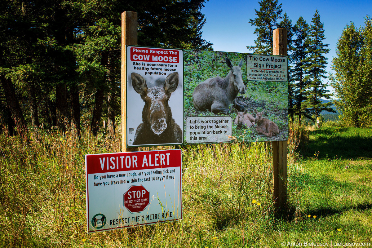 Cow Moose sign