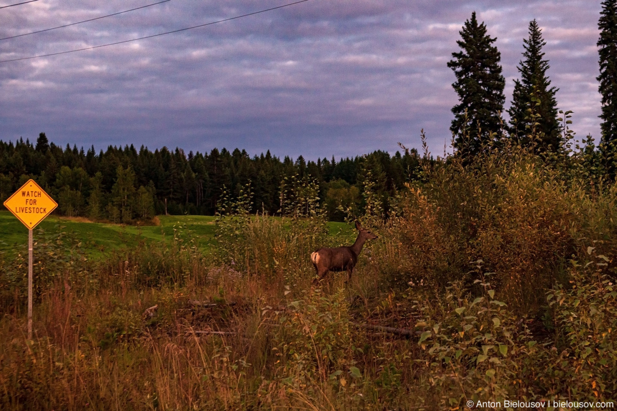 Deer on backroad to Likely