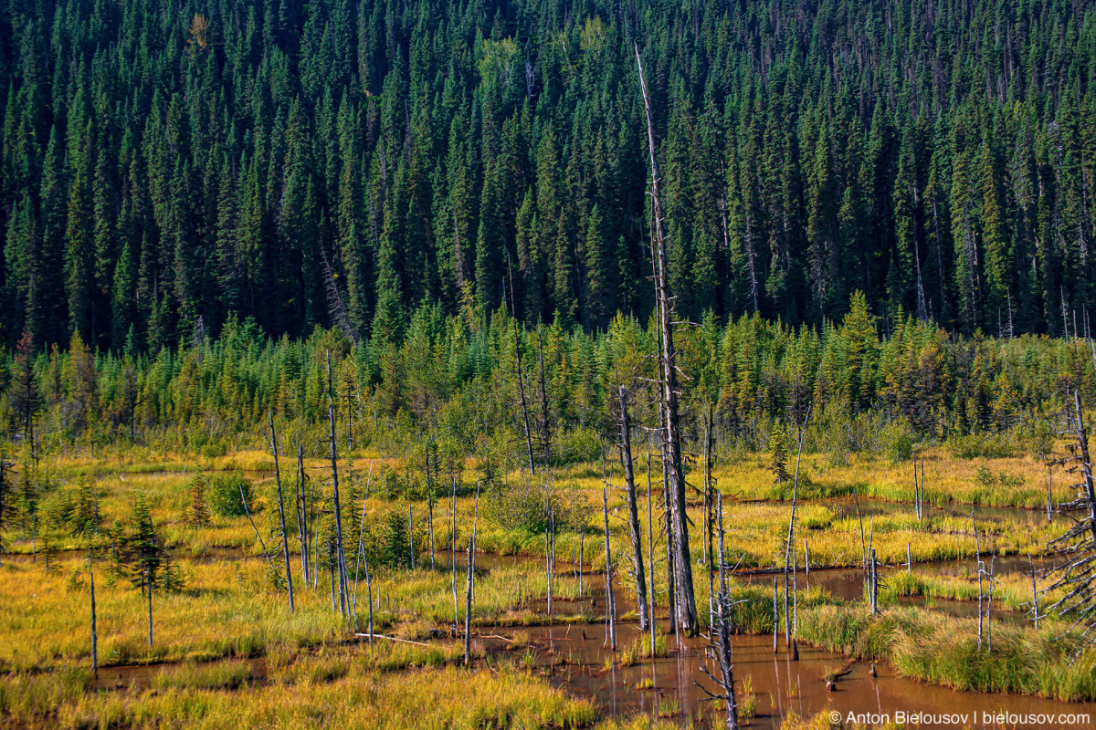 Путешествия: Cariboo Gold Rush Trail: cariboo marsh