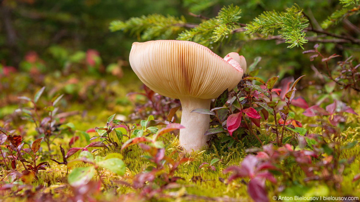 Путешествия: Cariboo Gold Rush Trail: mushroom stanley cemetery