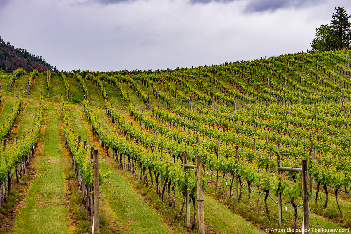 Okanagan Vineyard