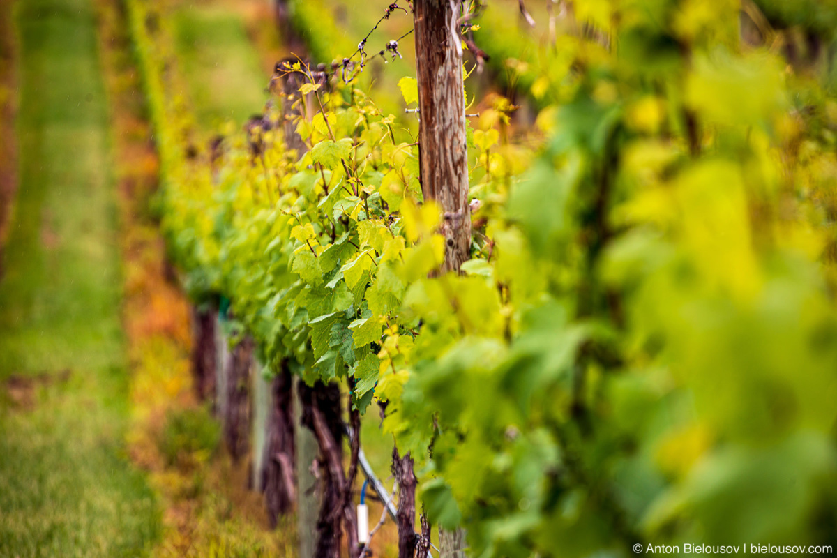 Okanagan Vineyard