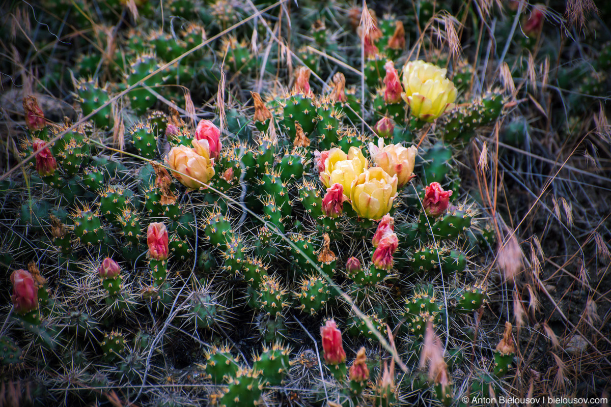 Okanagan Cactus