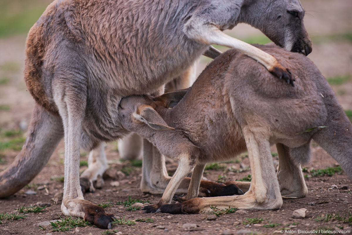 Kelowna kangaroo farm