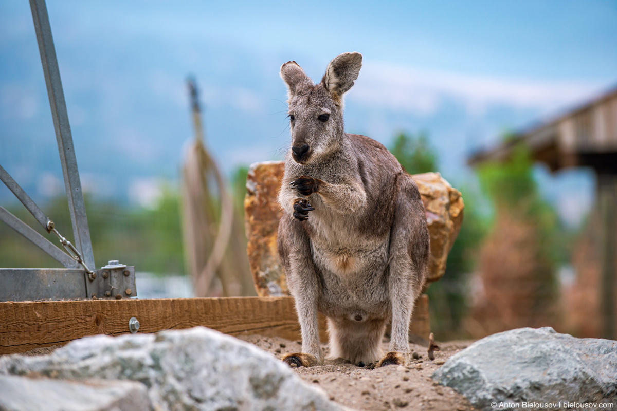 Kelowna kangaroo farm