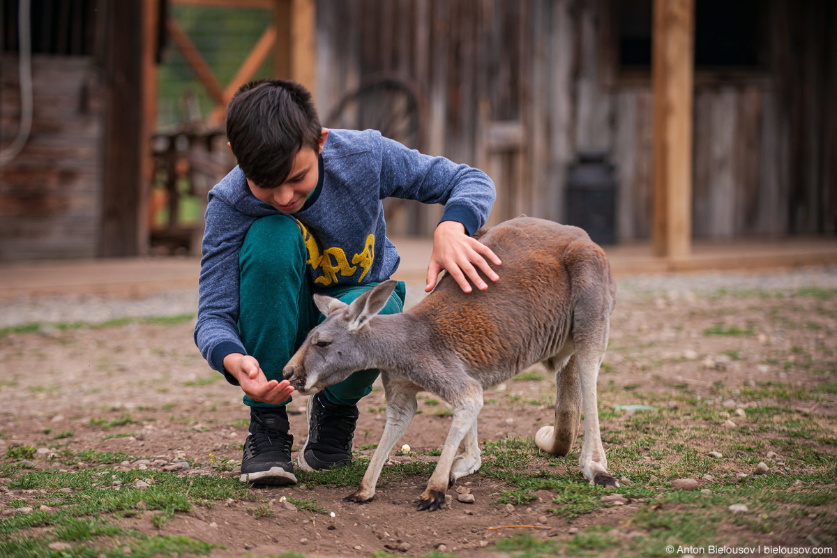 Kelowna kangaroo farm