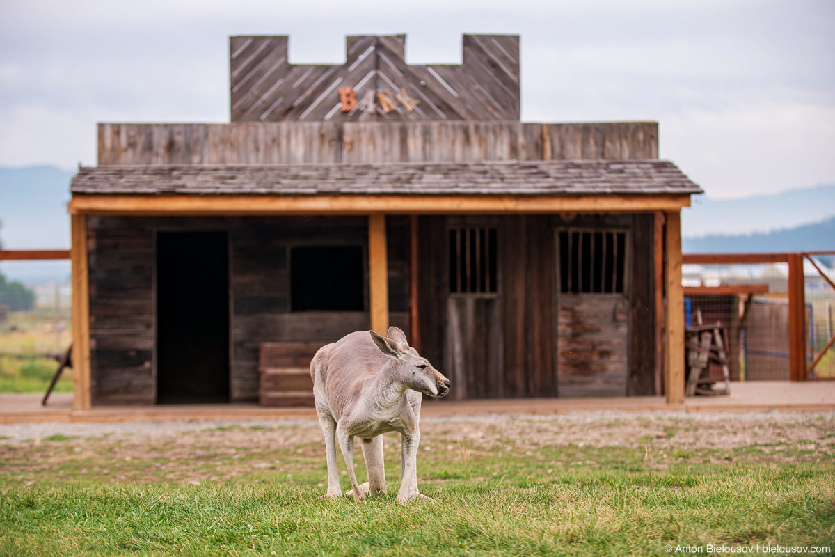 Kelowna kangaroo farm