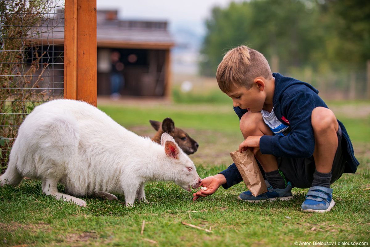 Kelowna kangaroo farm