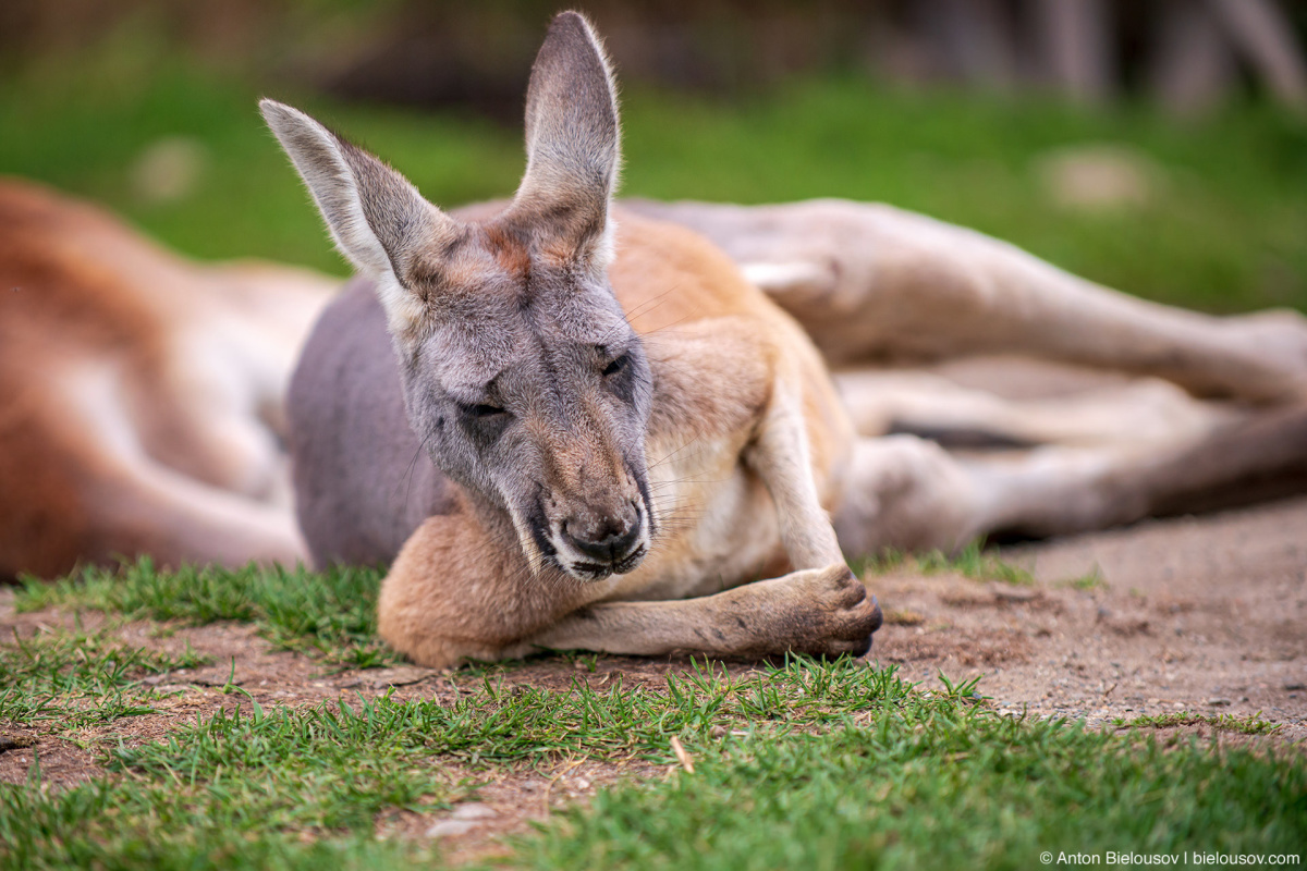 Kelowna kangaroo farm