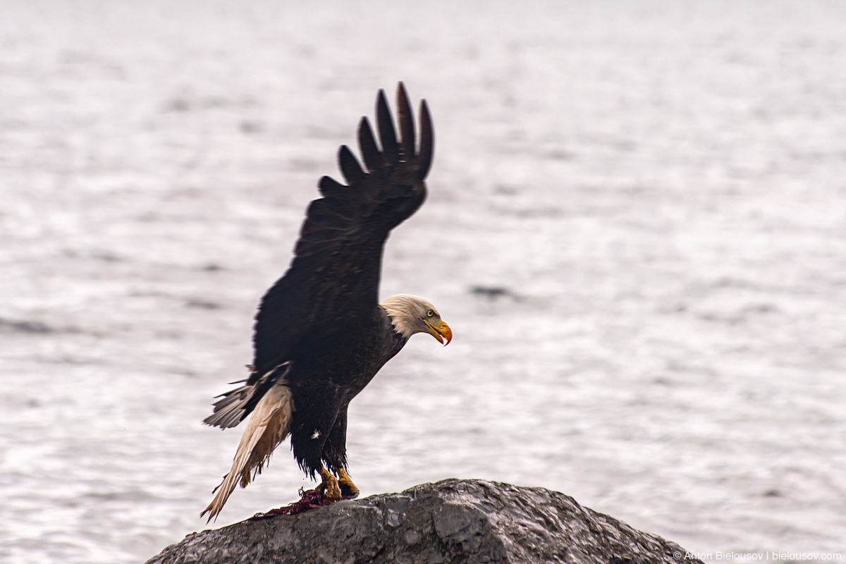 Bald Eagle (Malcolm Island, BC)