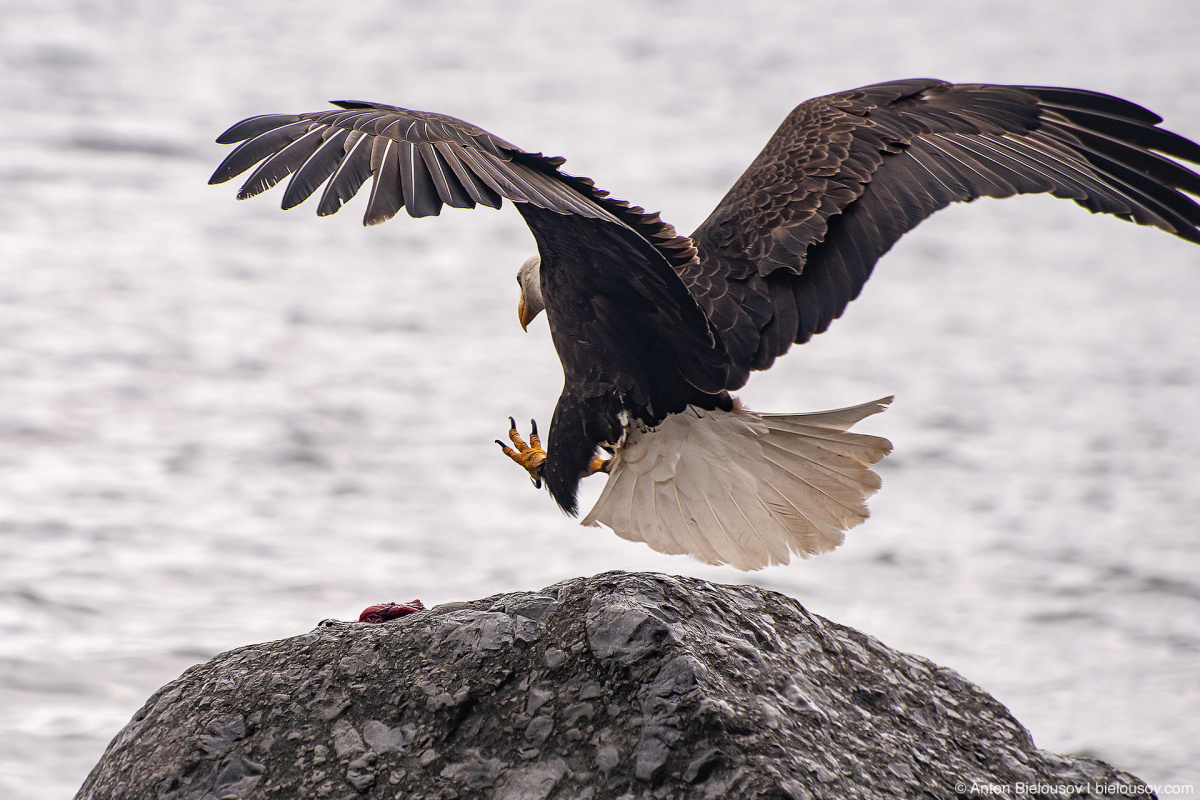 Bald Eagle (Malcolm Island, BC)