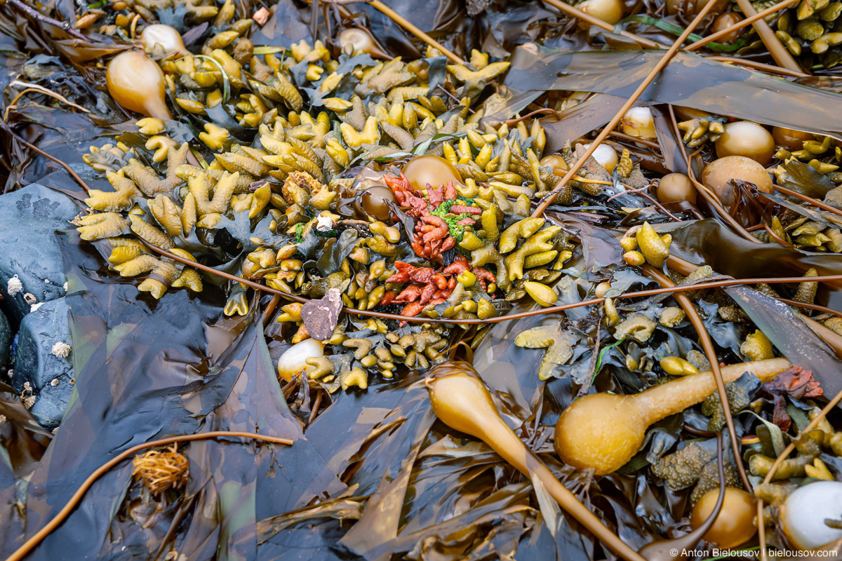 Seaweed, kelp (Malcolm Island, BC)