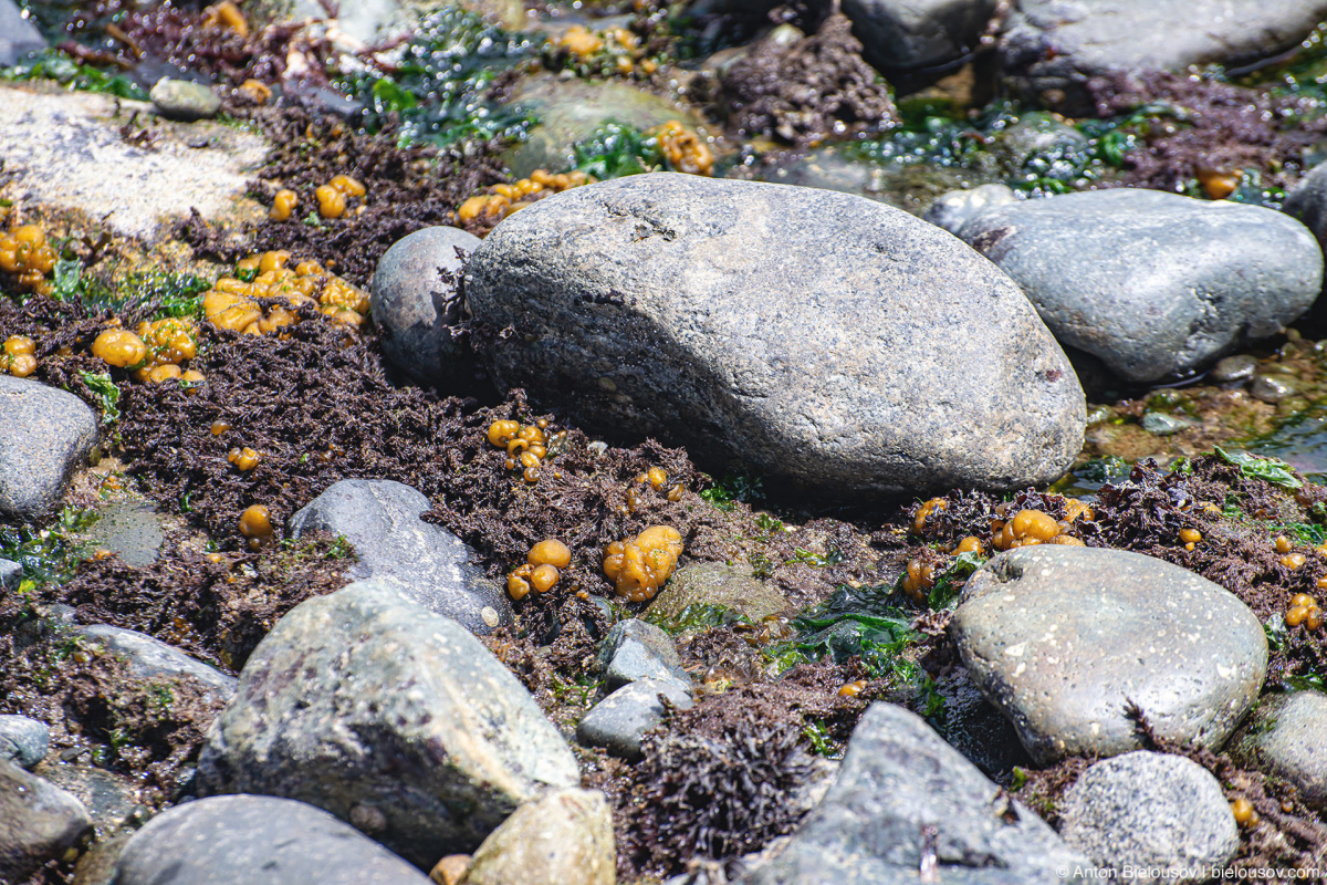 Seaweed (Malcolm Island, BC)