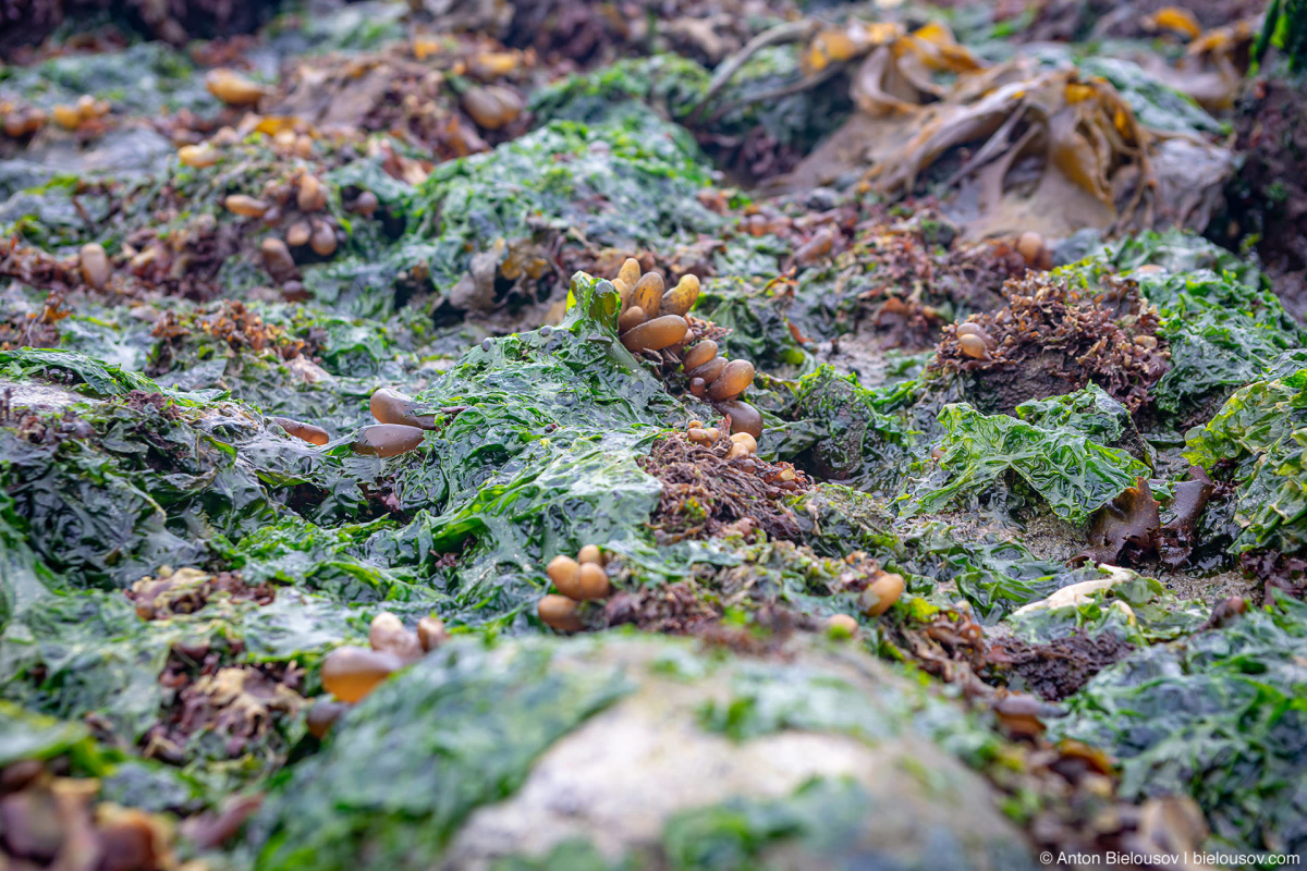 Seaweed (Malcolm Island, BC)