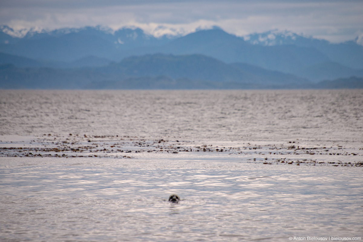 Bere Point, Malcolm Island, BC