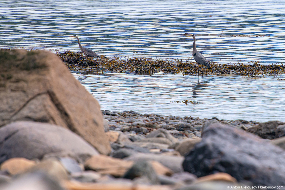 Great blue herons (Malcolm Island, BC)