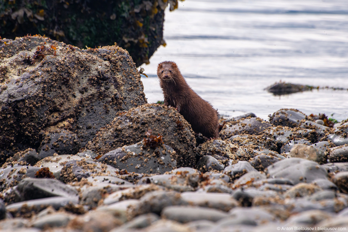 Mink (Malcolm Island, BC)