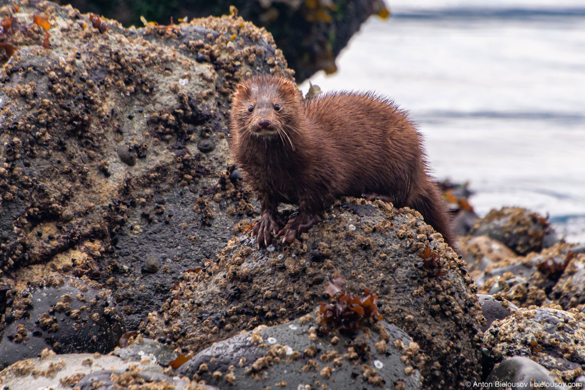 Mink (Malcolm Island, BC)