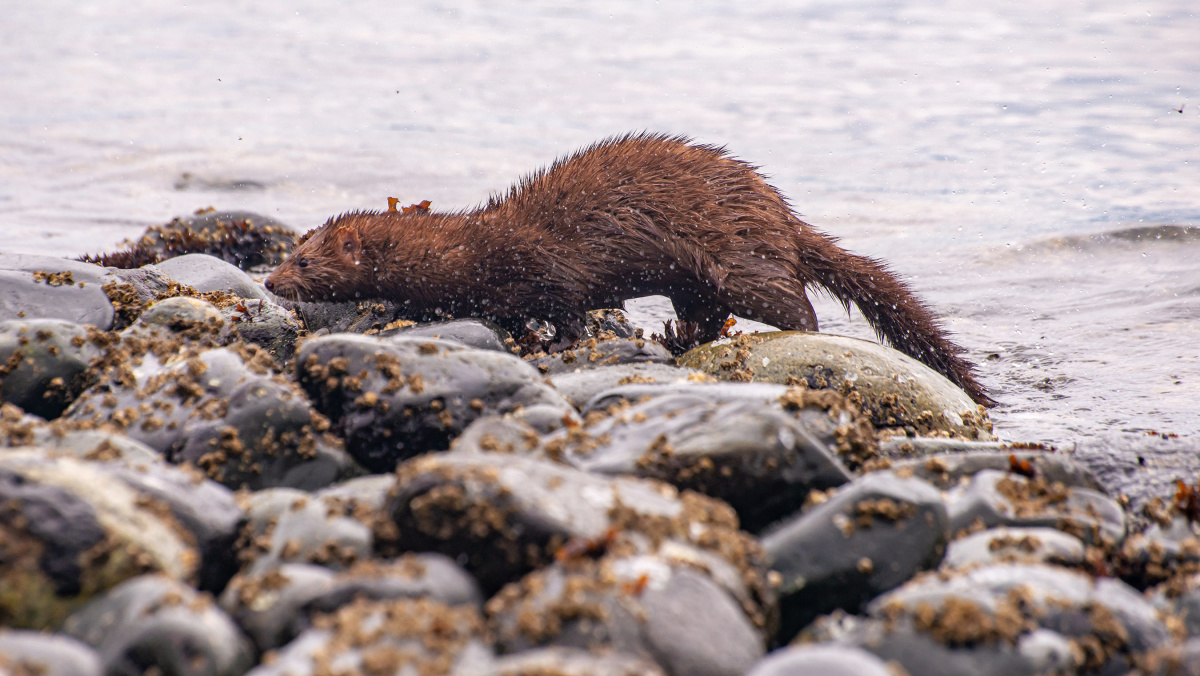 Mink (Malcolm Island, BC)