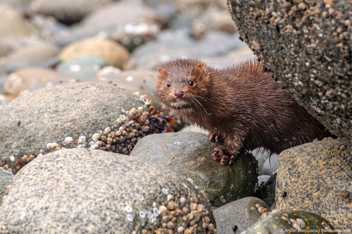 Mink (Malcolm Island, BC)