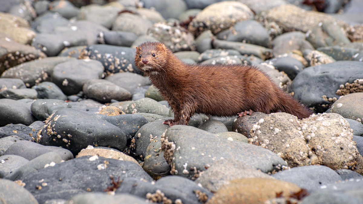 Mink (Malcolm Island, BC)