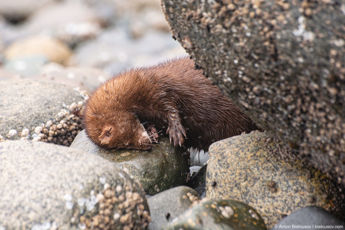 Mink (Malcolm Island, BC)