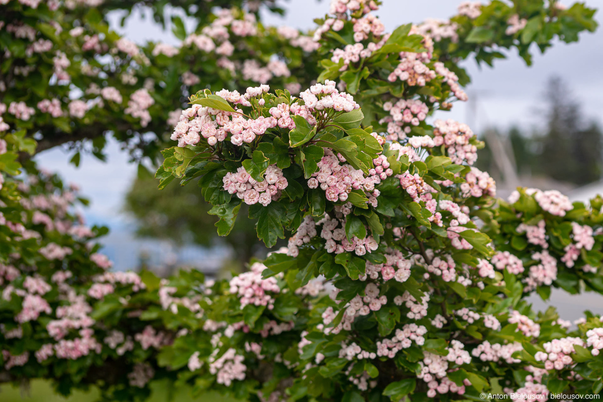 Blossom (Port McNeil, BC)