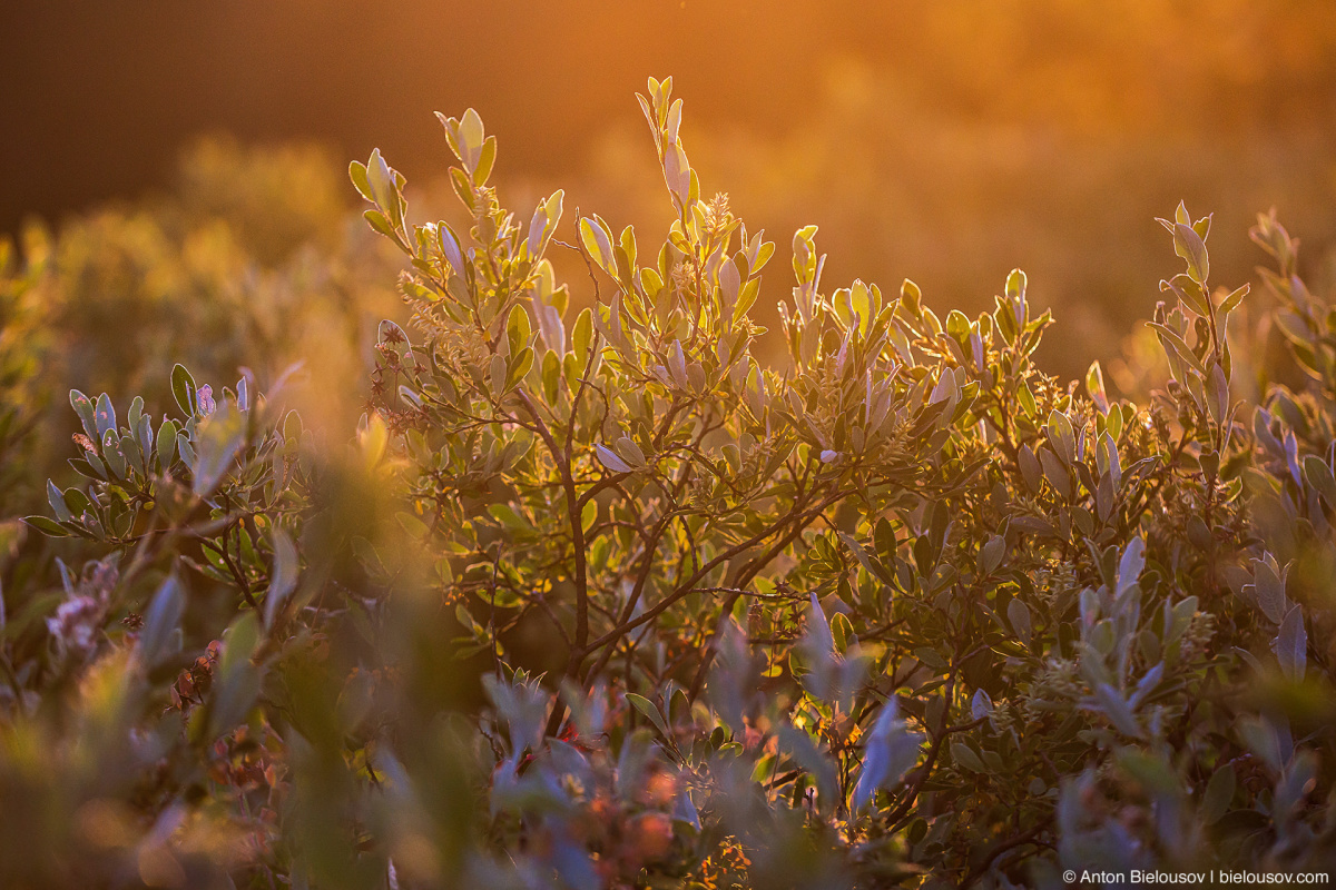 Путешествия: На машинах по вершинам (видео): morning leafs