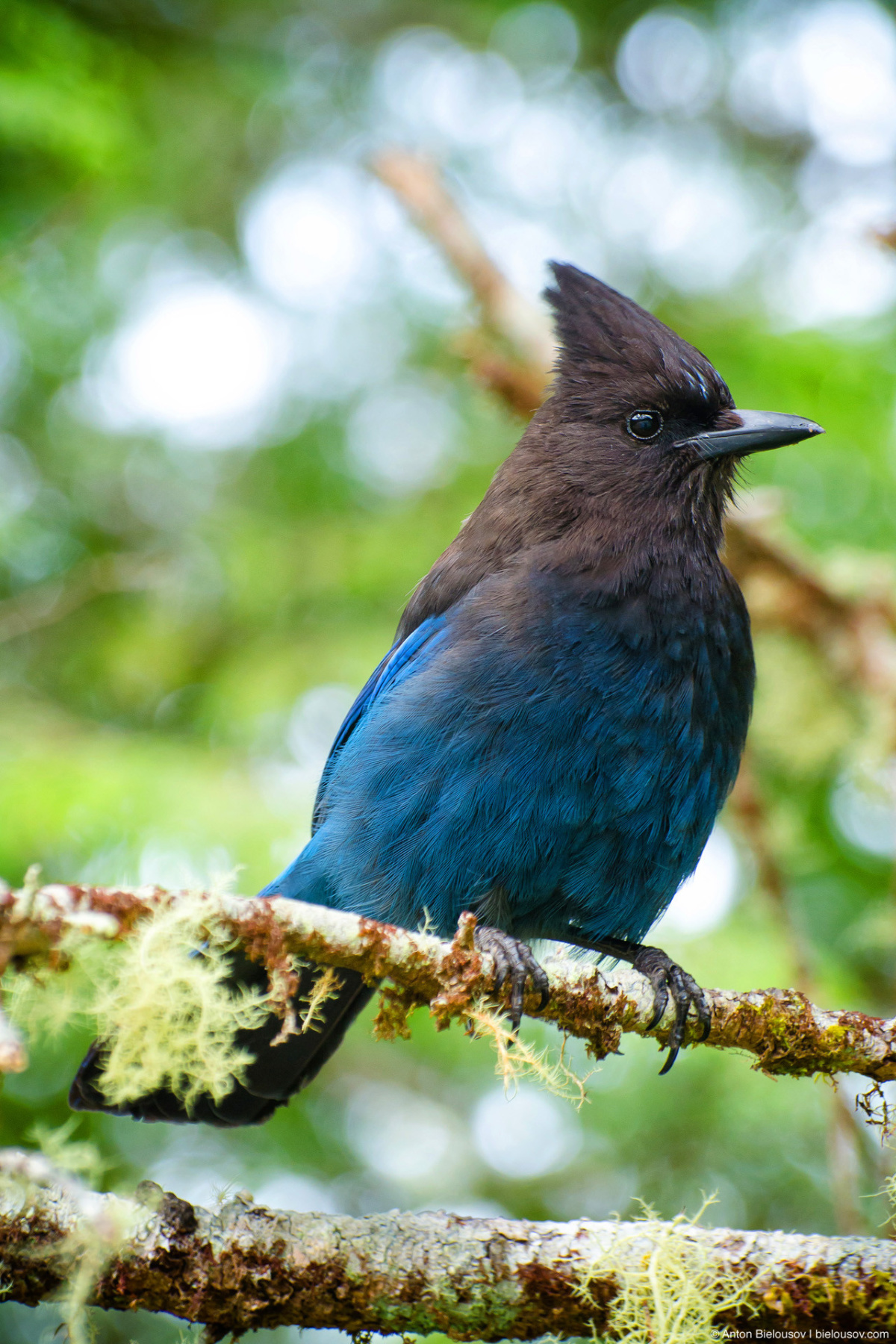 Steller's Jay – Pacific Rim National Park, Vancouver Island, BC